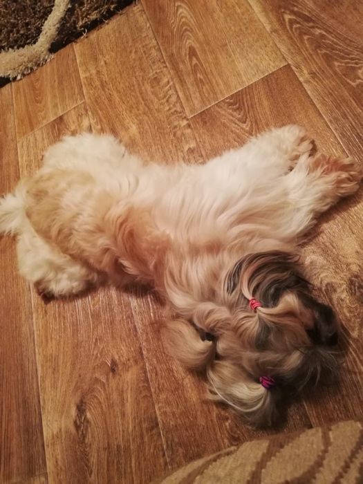 Вязка Кобель Ши-ТЦу