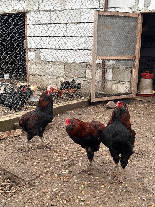 Vând cocoși araucana potârnichiu