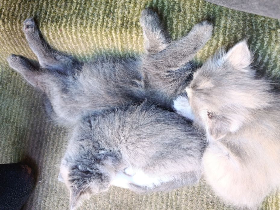 Котята без породные