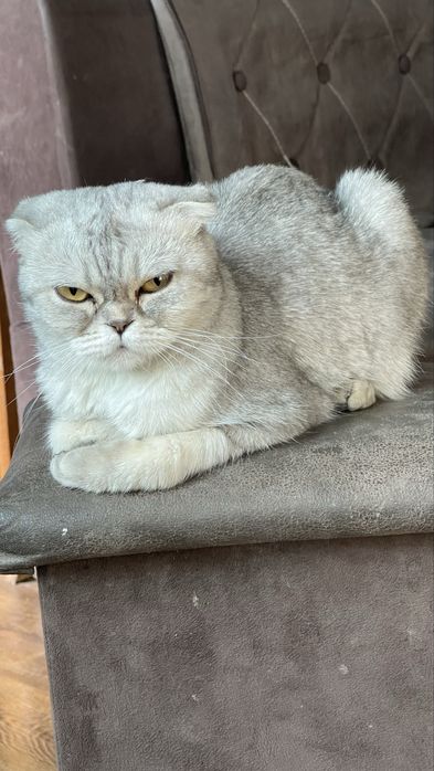 Шотладская Шиншилла