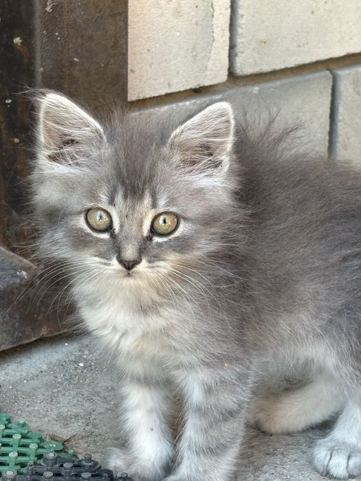 Котята, отдам добрые руки