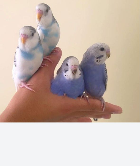 Волнистые попугаи птенцы