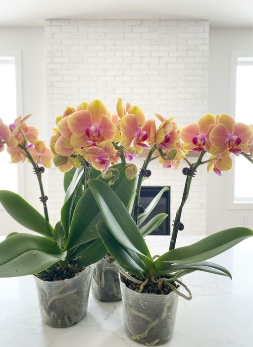 Орхидеи 8 сортов цветущие