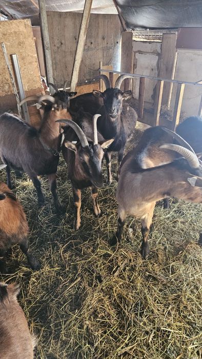 Capre Alpine Franceze cu iezi