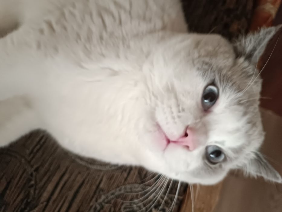 Britanskiy zotdor mushuk sotiladi!