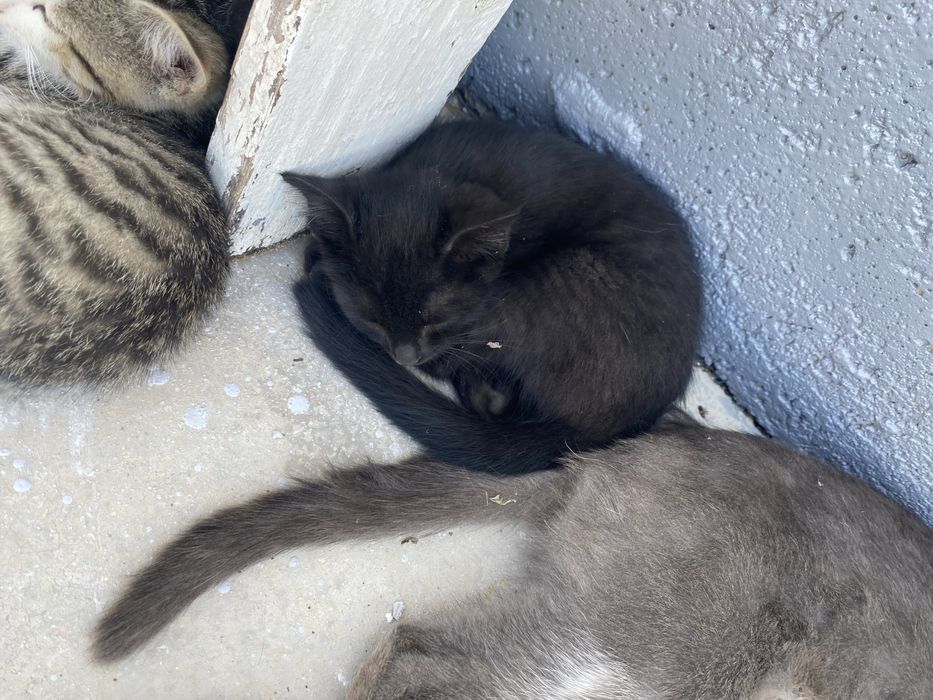 Отдам котят в хорошие руки