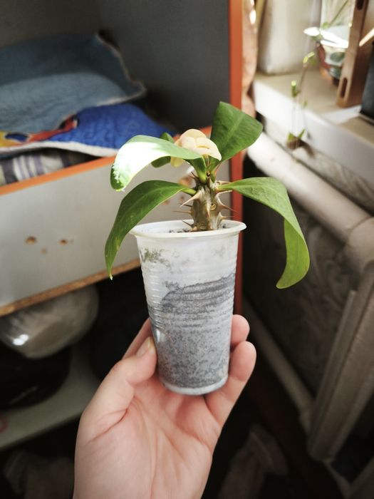 Эуфобия Миля. Молочай