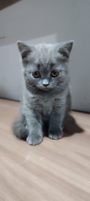 Продам шотландскую девочку.