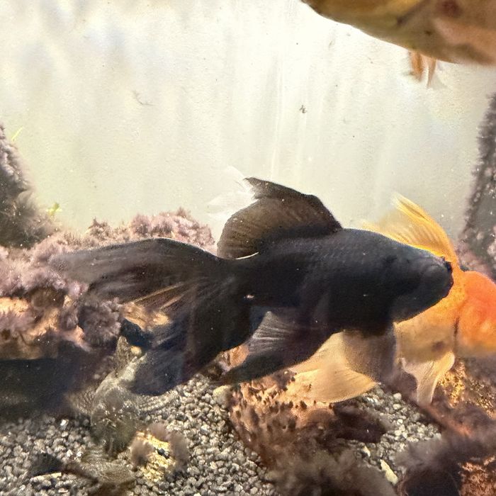 Pestisori acvariu