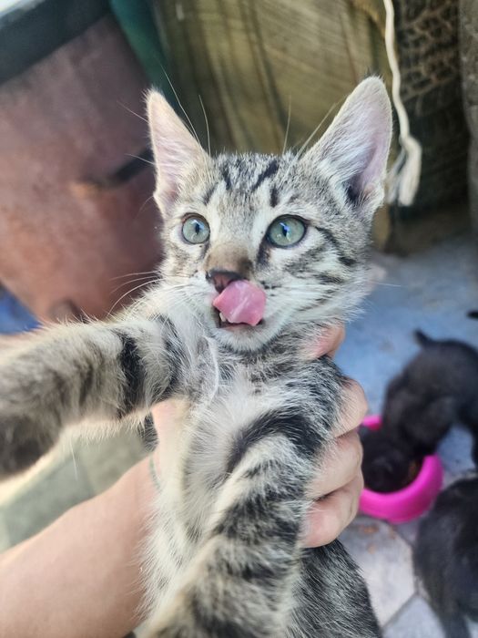Отдаём котят, 2 месяца, очень спокойные, ручные