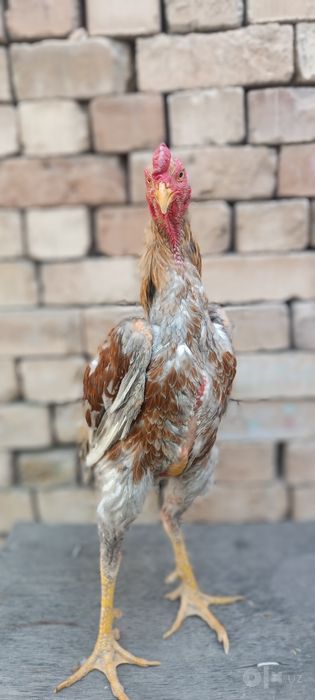 Кул хуроз сотилади