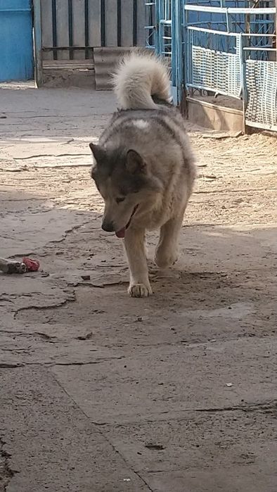 Аляскинский маламут