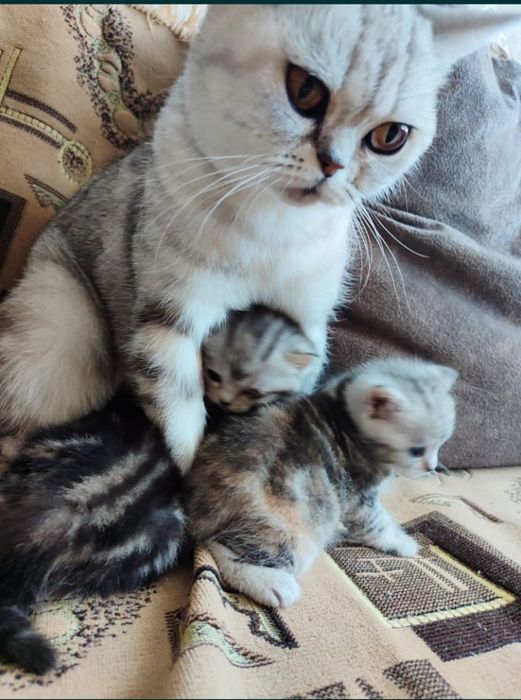 Шотланский котёнок. Девочка