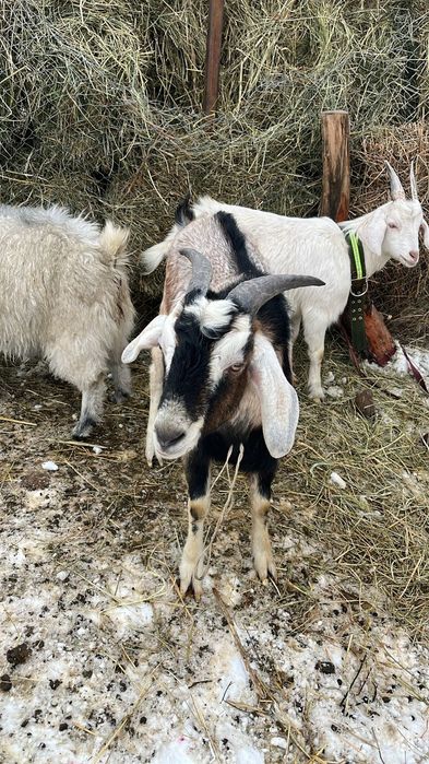 Срочно! Коза и козёл