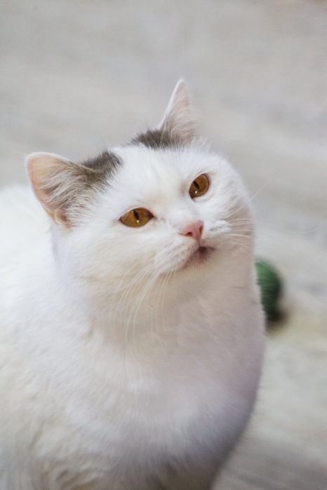 Кот кастирован 2 года