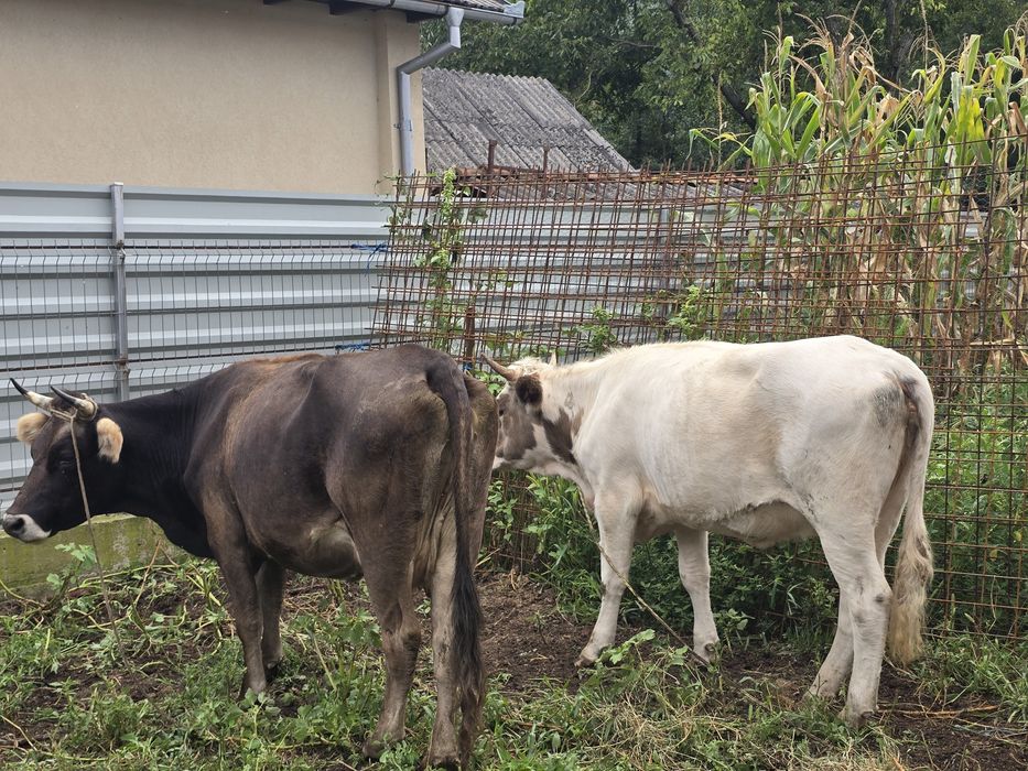 Se vinde vaca +junincă
