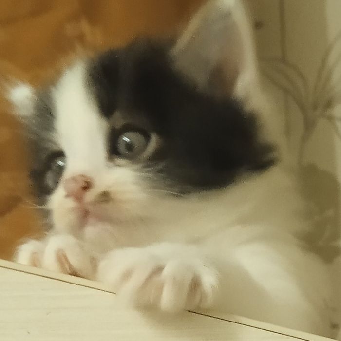 Турк ангораси сотишга тайëр