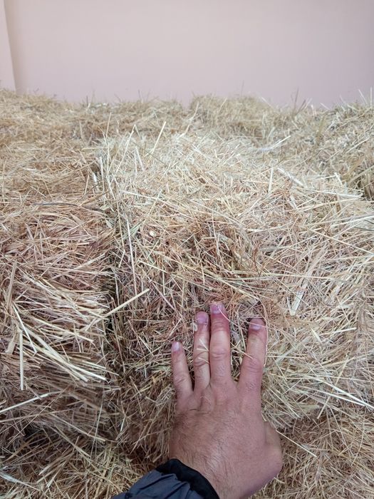 тог хашаги сони 50 дона