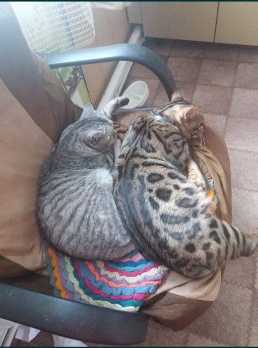 Продам породистых котят