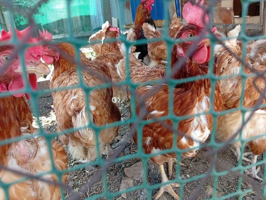 Продам кур несушек и петуха