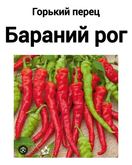 Рассада горького перца