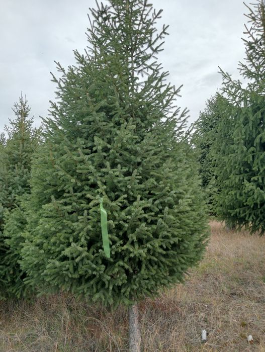 Продаются ёлки зеленые