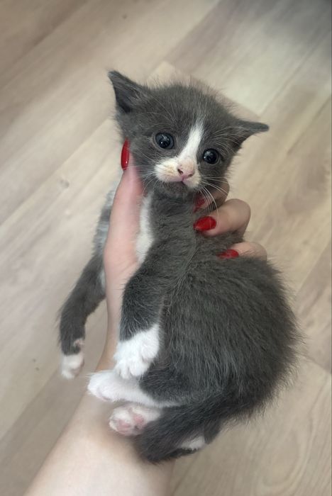 Отдам котенка(мальчик)