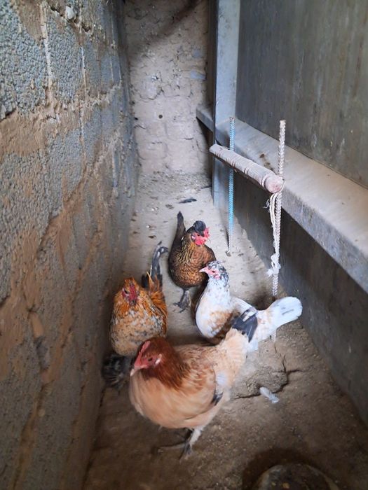 Японский тауықтар қораз сатылады