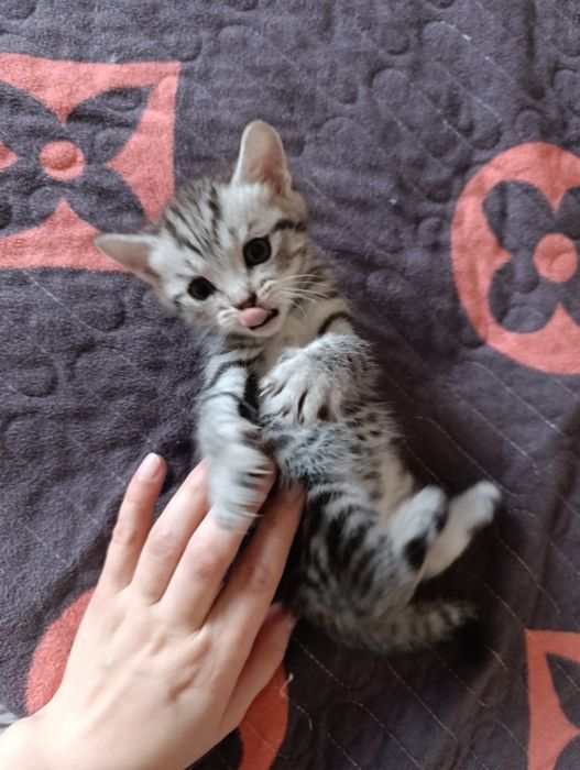 Красивые котята в хорошие