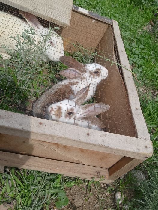 кролик крольчата