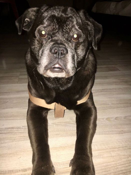 Фрэнки ищет любящую семью!