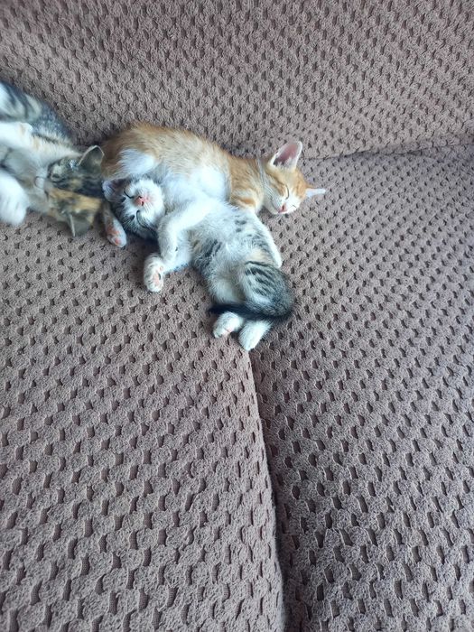 Подарявам котета