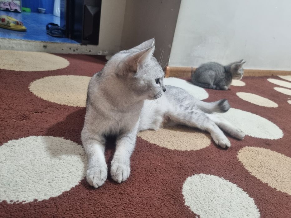 Серебристая шиншиллар киз бола 1 марта тукган