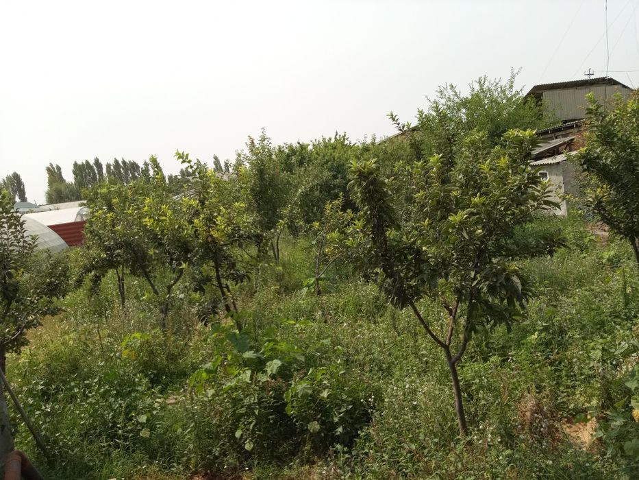 Quruq yer sotiladi yashash uchun