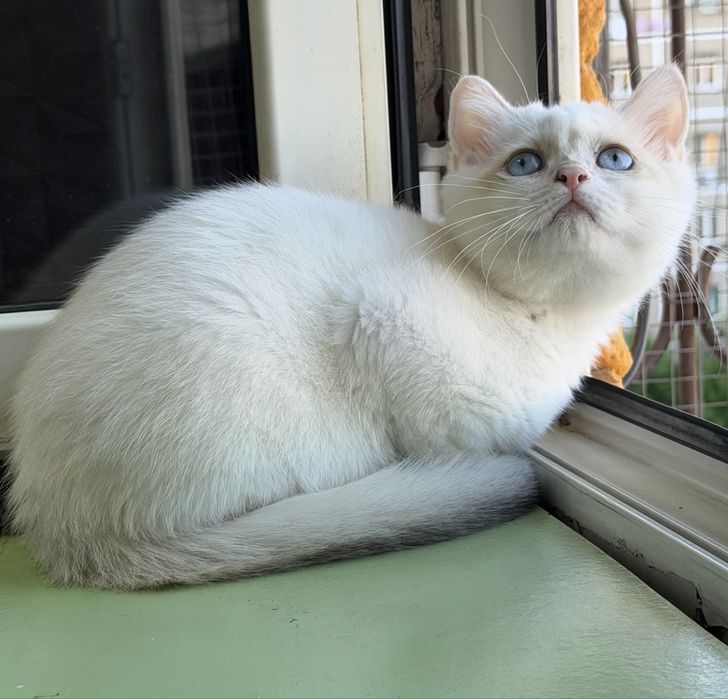 Британская шиншилла