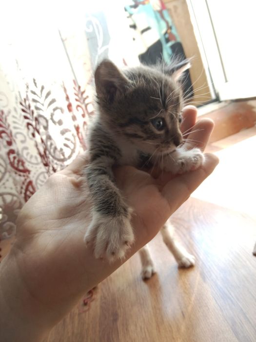 Котята маленькие