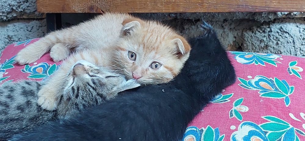 Продаются породистые котята