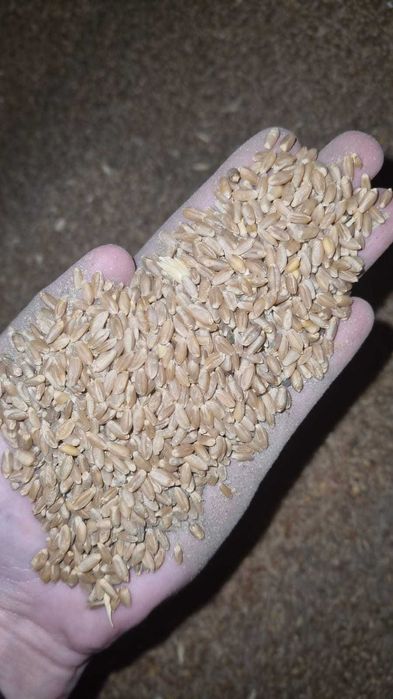 Пшеница 3,4,5 класса и неклассная