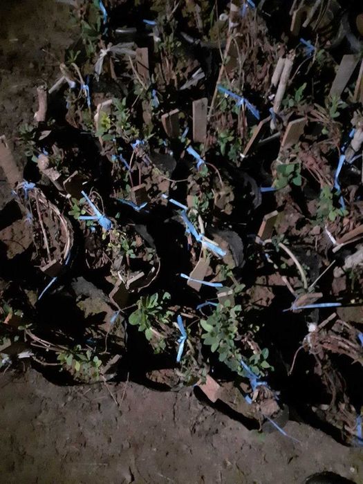 Саженцы Девичьего винограда и Жимолист (Каприфоль) - вьющиеся