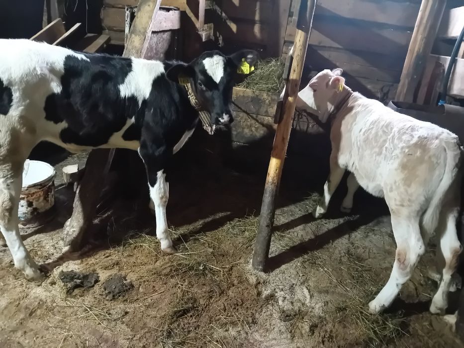 Vand doua vitele Pojorâta jud.Suceava