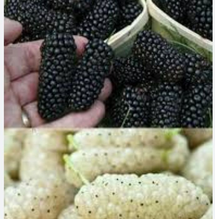 Pomi Fructiferi (Dud Negru Și Dud Alb )