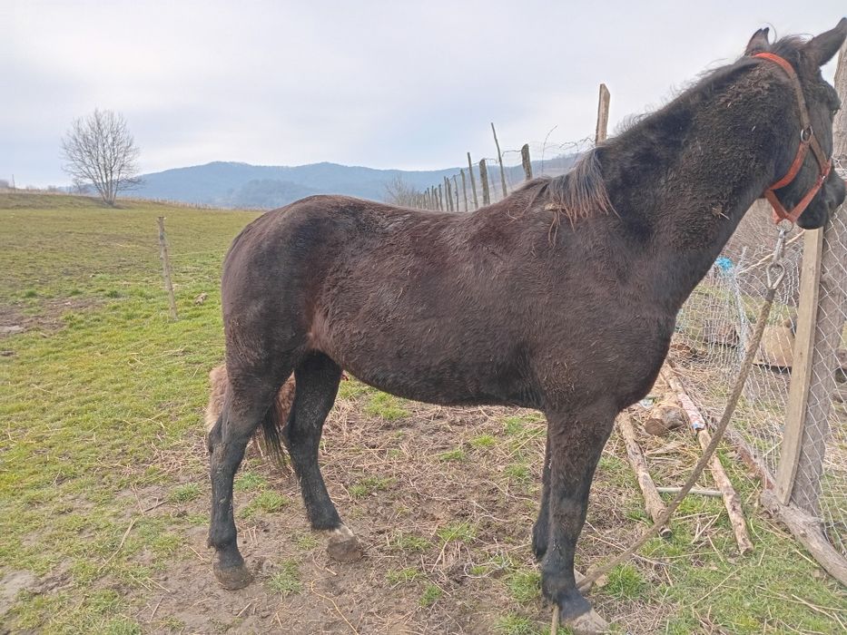 Cal de vanzare mai multe detailii la nr de tel