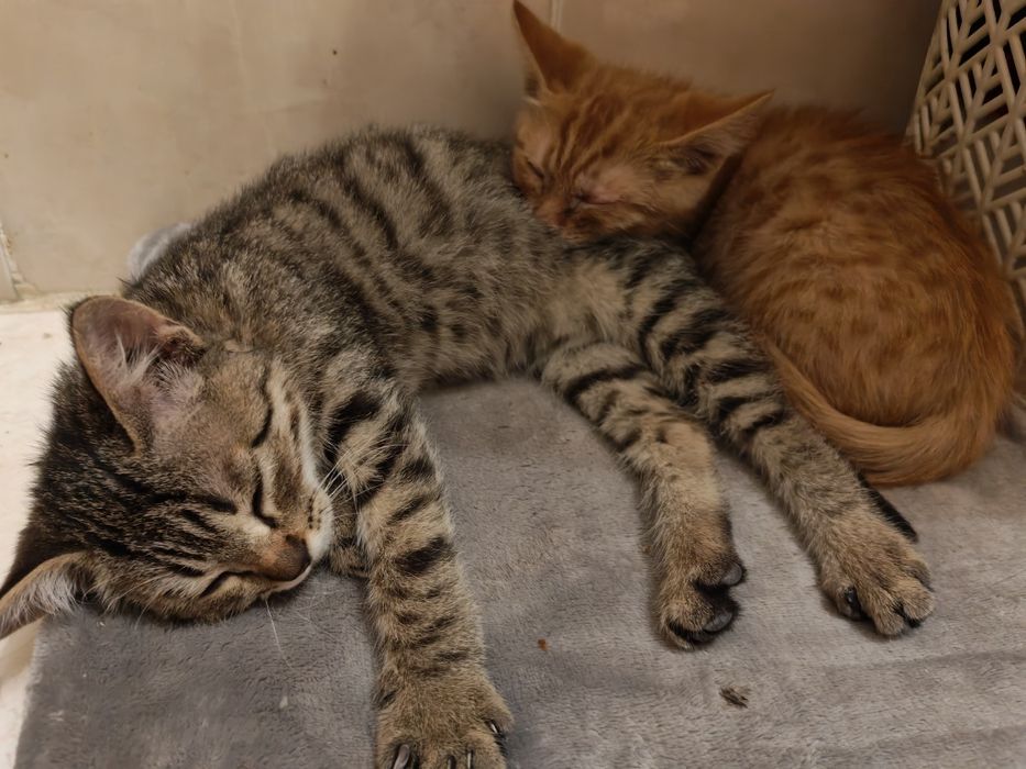 Котята бесплатно мальчики