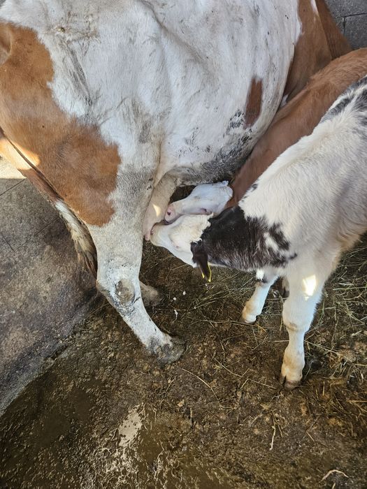 De vanzare o vaca cu doi vitei