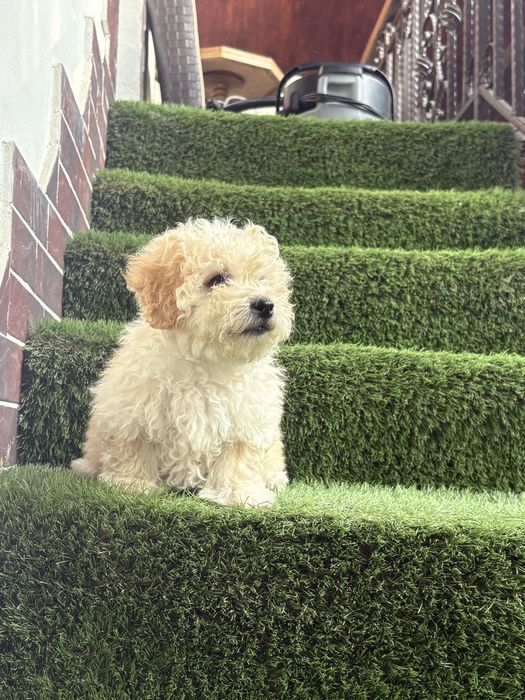 Maltipoo mini toy