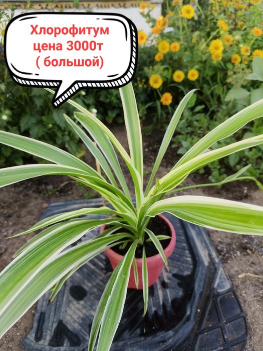 Продам комнатные цветы!