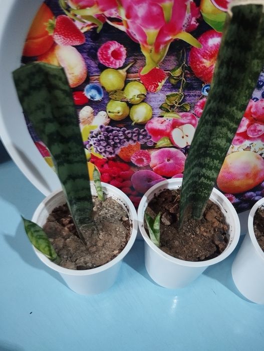 Комнатное растение- Сансивиерия