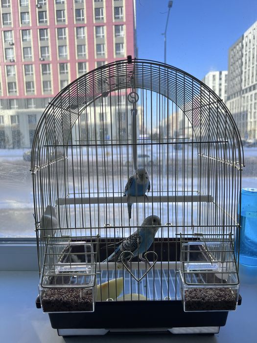 Попукай обмен на самку