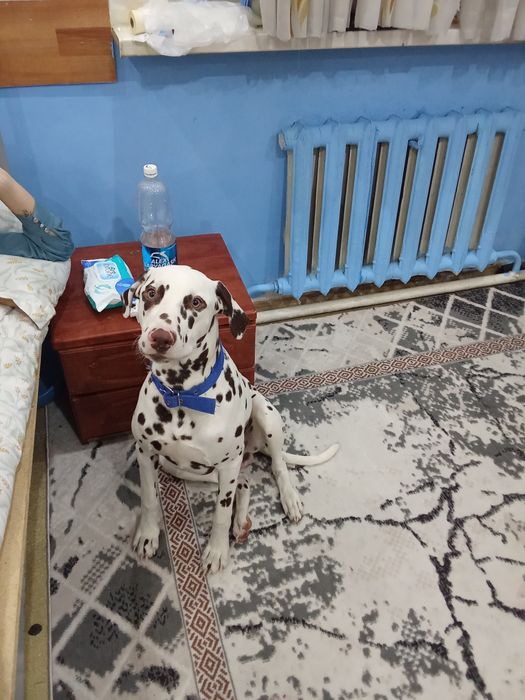 Продается собака