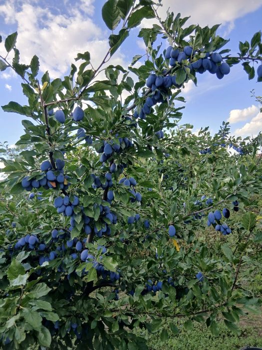 Prune pentru compot si gem